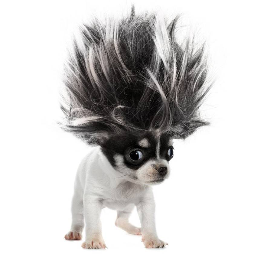 Uptown Pet Spa Scottsdale